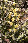 Euphorbia sp nova aff actinoclada Langobaya GPS188 Kenya 2012_PV1795.jpg
